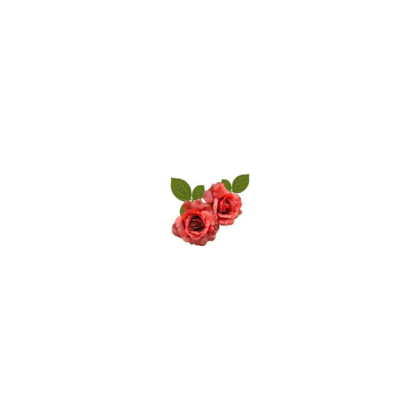 Rose encre parfumée