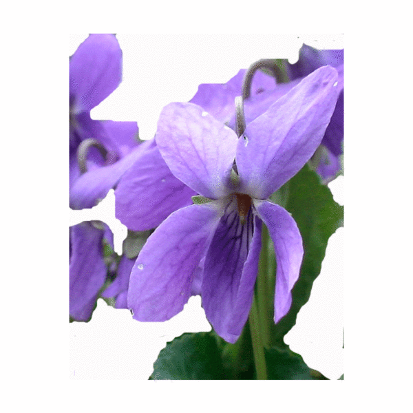 violettes encres parfumée
